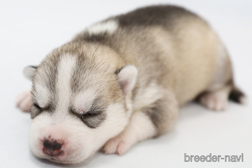 成約済の神奈川県のシベリアンハスキー-336744の6枚目